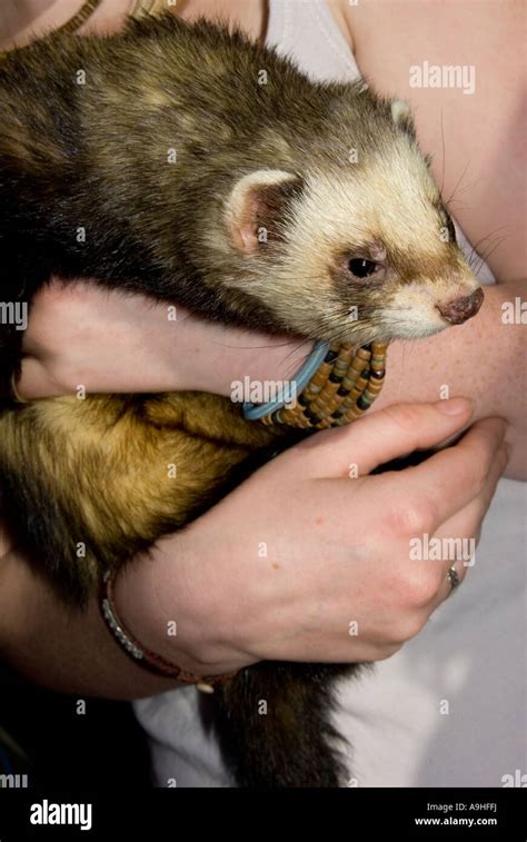 Girl Holding A Ferret Stock Photo Alamy