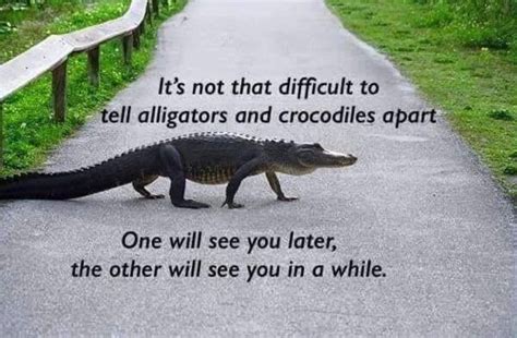 Respectful Memes On Twitter Animals Crocodiles Alligator