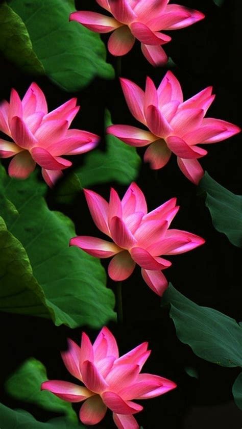 Beautiful Pink Louts Flowers Lotus Flower Pictures Beautiful