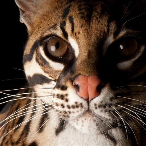 Ocelot National Geographic