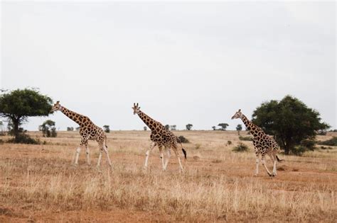 Giraffen In Afrika Die Besten Orte Animals Around The Globe