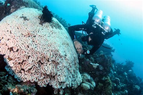 Coral Expert Hopes To Map The Ecosystems Dna And Save Dying Reefs