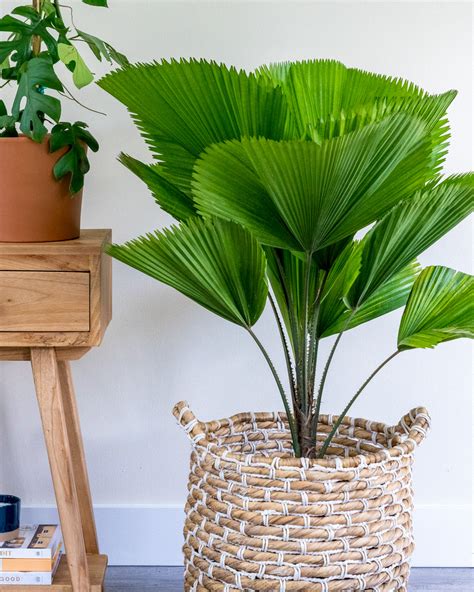 Well known for its large, circular, simple, undivided and closely pleated leaves, giving it its name as fan palm. Buy Licuala grandis, Licuala Palm | Free Shipping over $100