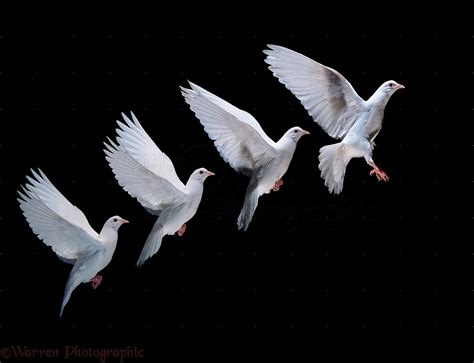 White Dove In Flight Multiple Exposure Photo Wp11577