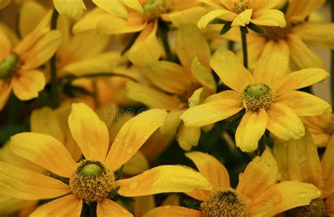 Yellow Composite Flower With Brown Centre Stock Image Image Of Floral