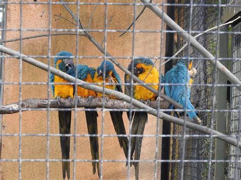 Blue Throated Macaws Ara Glaucogularis Zoochat