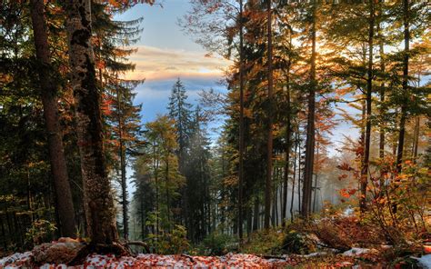 Fall Forest Wallpapers Top Free Fall Forest Backgrounds Wallpaperaccess