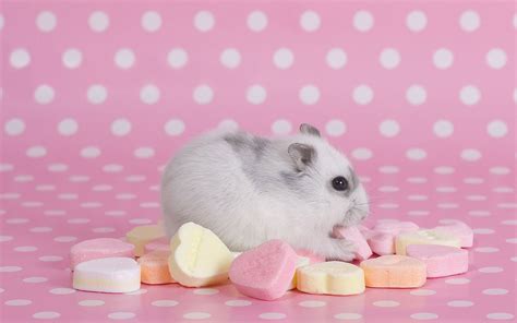Hamster Wallpapers Backgrounds