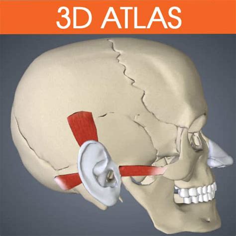 Facial Muscles Of Facial Expression Aural • 3d Anatomy Atlas • Anatomyzone