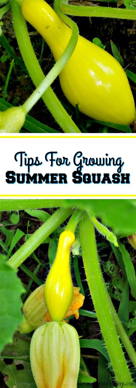Tips For Growing Summer Squash Reuse Grow Enjoy