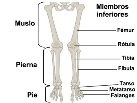 Sistema Esquelético Cuáles Son Las Extremidades Del Ser Humano Huesos