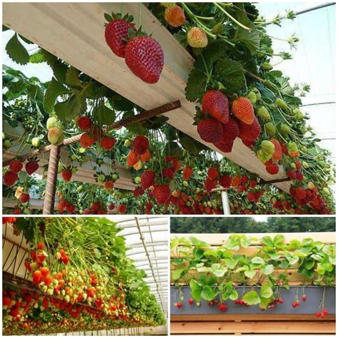 Wonderful Diy Rain Gutter Strawberry Planter See More