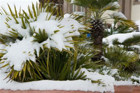 Tropical Palm Covered By Snow Stock Image Image Of Europe Cold