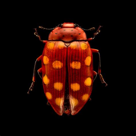 British Photographer Levon Biss Insects Beetle Insect Beetle