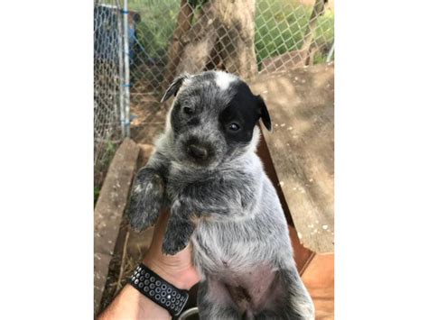 5 Blue Heeler Puppies For Sale Spokane Puppies For Sale Near Me