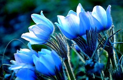 Download Blue Flower Close Up Nature Flower Hd Wallpaper