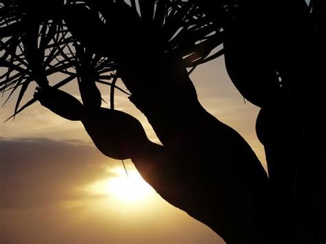 Free Images Sunset Tree Aesthetic Palm 0