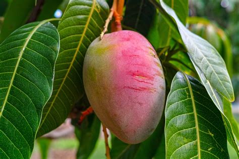 How To Grow Mango Harvest To Table