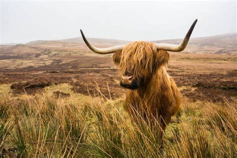 Top 20 Sehenswürdigkeiten In Schottland Urlaubsguru Schottland