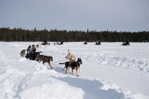 Tripadvisor Yellowknife Dog Sledding Tour Provided By Arctic Tours