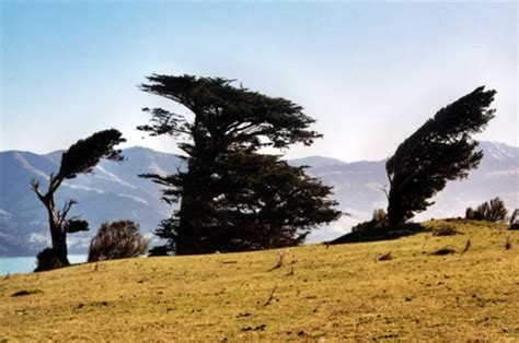 Windswept Trees Banks Peninsula Ngāi Tahu Te Ara Encyclopedia Of