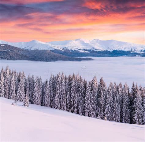Magnificent Winter Sunrise In Carpathian Mountains With Snow Covered