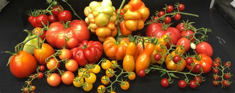 Gene Variant That Makes Plump Juicy Tomatoes Identified By Scientists