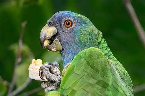 Birdscaribbean Welcomes Renewed Support For Dominicas Native Parrots
