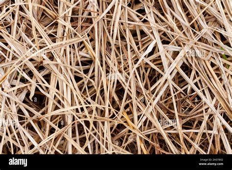 Straw Dry Straw Texture Background Vintage Style For Design Straw