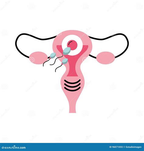 Female Reproductive Organ Icon Stock Vector Illustration Of Female