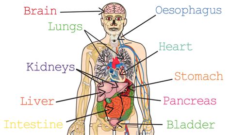 What Organs Are In The Human Back Male Torso With Muscles And Organs