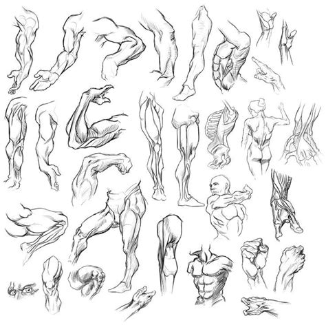 Anatomy Drawing At Getdrawings Free Download