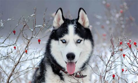 4 Reasons Siberian Huskies Are The Best Guard Dogs