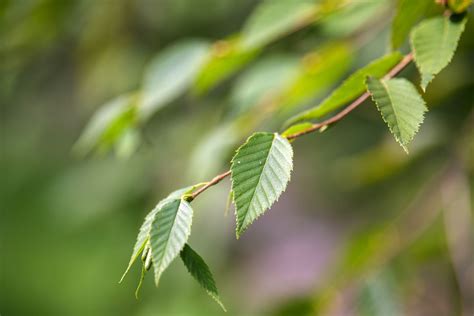 Sweet Birch Tree Care And Growing Guide