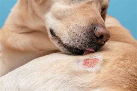 Dermatite Atopica Canina Terapia Combinata Jak Inibitore Pi Steroide