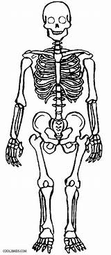Skeleton Coloring Printable Anatomy Skull Cool2bkids Human Skeletons Bones Sheets Adult sketch template