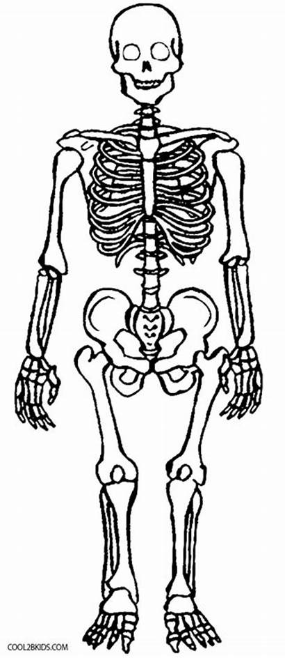 Skeleton Coloring Pages Anatomy Printable Skull Human