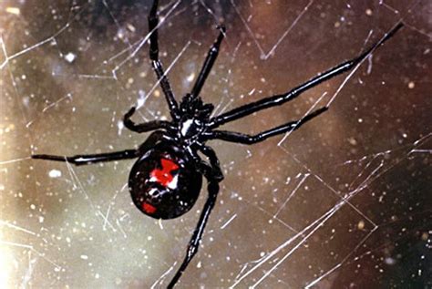 7 Of The Worlds Most Poisonous Spiders And Where You Can Find Them