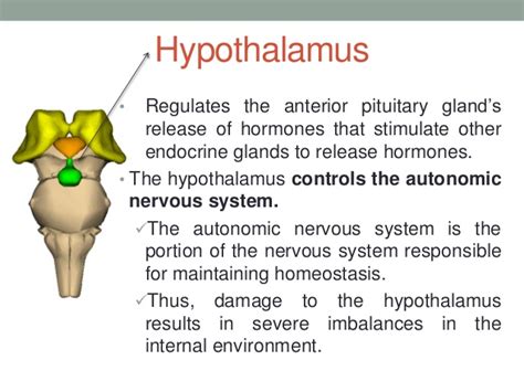 Low Thyroid Low Sex Drive And Adrenal Exhaustion How Autonomic