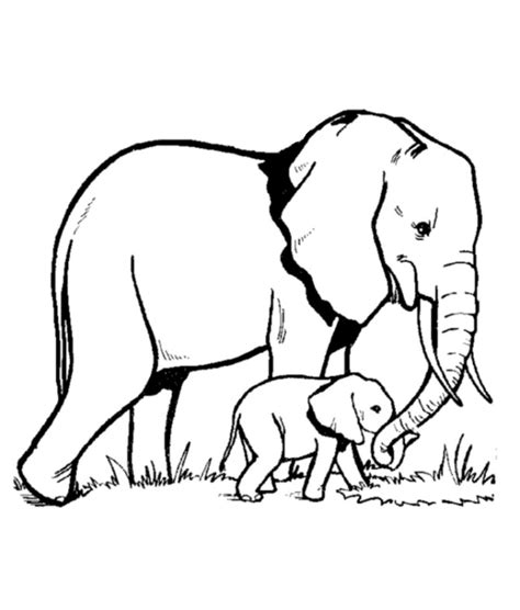 Hewan besar tipe herbivora ini merupakan tipe hewan. Sketsa Gambar Hewan Gajah Terbaru | gambarcoloring