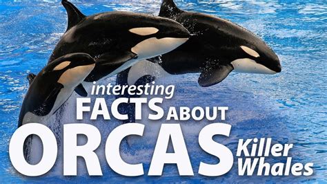 Interesting Facts About Orcas Killer Whales Youtube