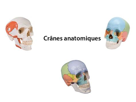 Où acheter un crâne anatomique humain en ligne ? - BLOG ...
