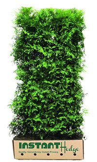 Leyland Cypress Alternative In 2020 Garden Hedges Green Giant