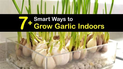 7 Smart Ways To Grow Garlic Indoors