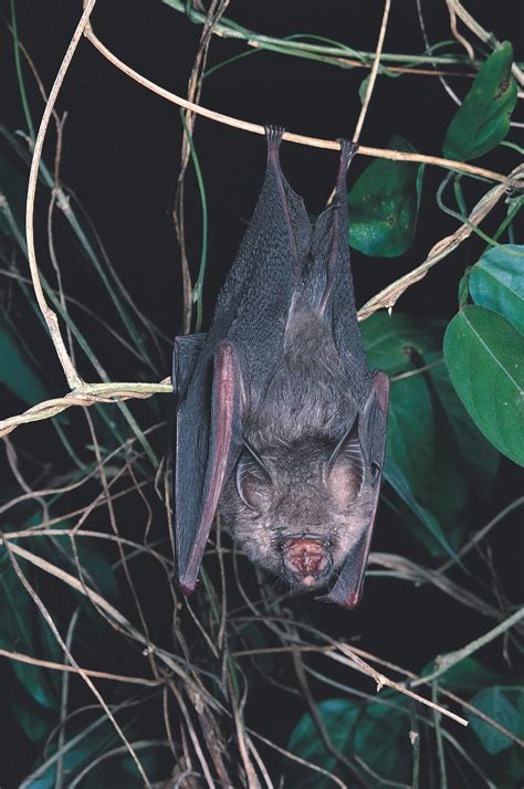 Semons Leaf Nosed Bat The Australian Museum