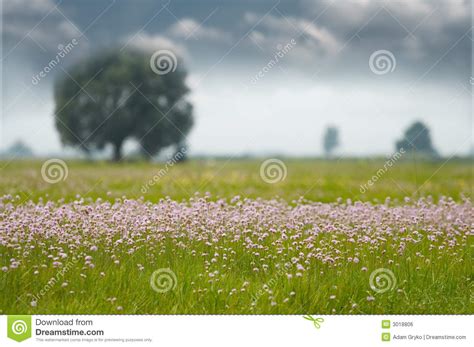 Grassland And Flowers Stock Photo Image Of Rural Field 3018806