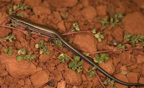 Ask Twl The Little Brown Skink