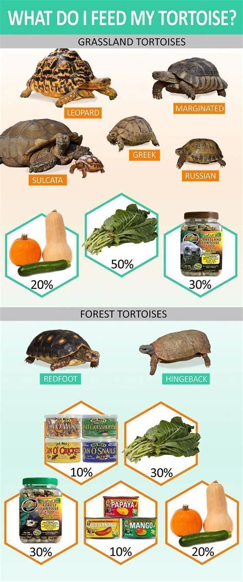 What To Feed Your Tortoise To Keep Them Healthy With Images