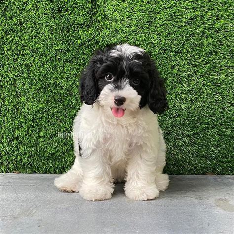 Cavapoo Dogs For Sales In Singapore Price And Review Pretty Pets Kennels