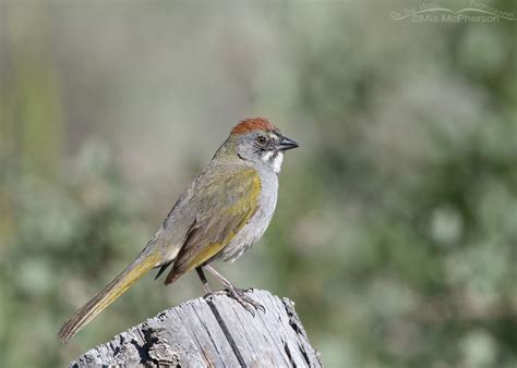 Green Tailed Towhees He She It Mia Mcphersons On The Wing